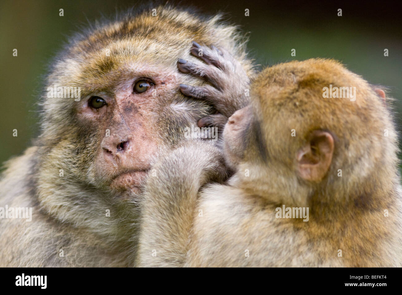 Macaques de Barbarie le toilettage du Monkey Forest à Trentham, Stoke, UK Banque D'Images