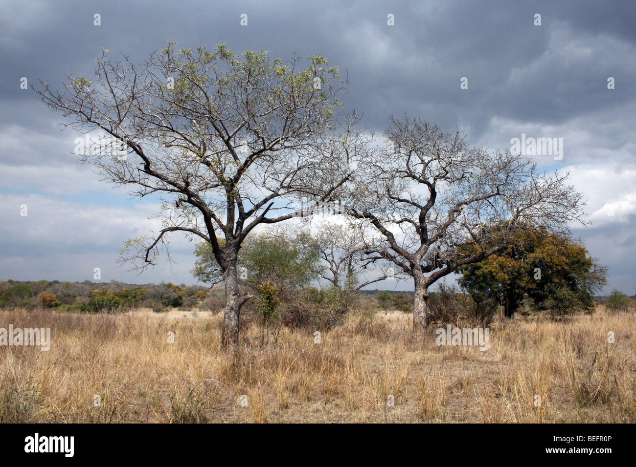 Storm Cloud se rassembler derrière les arbres d'Acacia dans le Parc National Kruger, Afrique du Sud Banque D'Images
