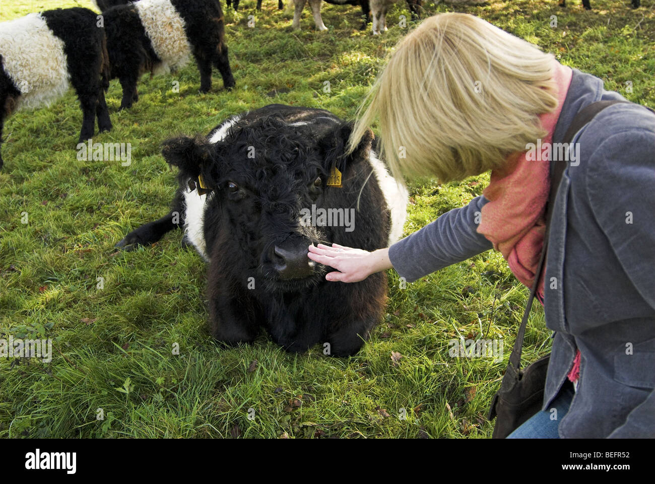 Femme de toucher le nez d'une vache à ceinture Banque D'Images