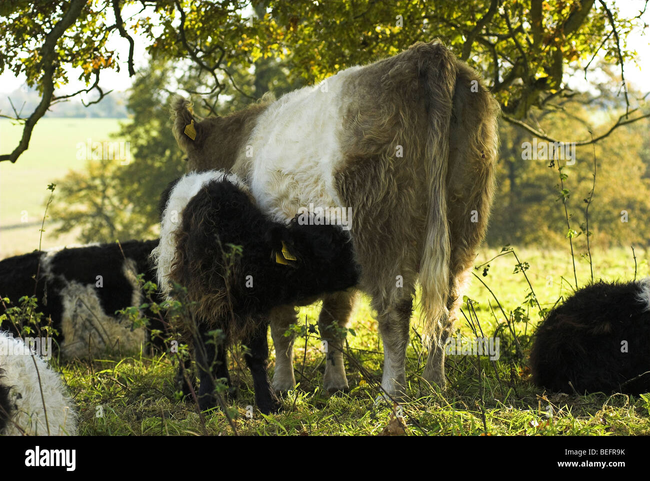 Une vache et son veau à ceinture suckling Banque D'Images