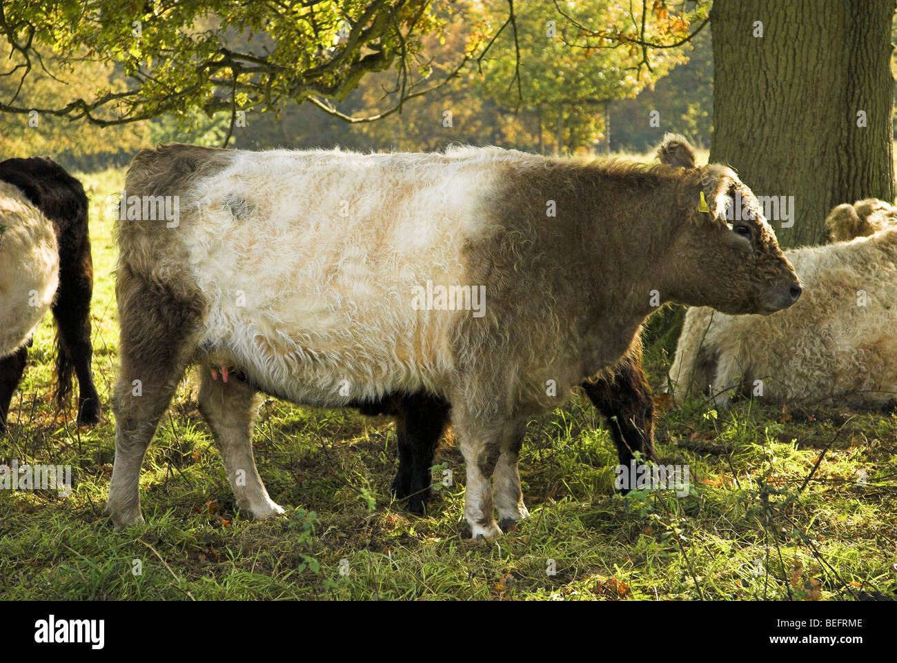 Une vache et son veau à ceinture Banque D'Images