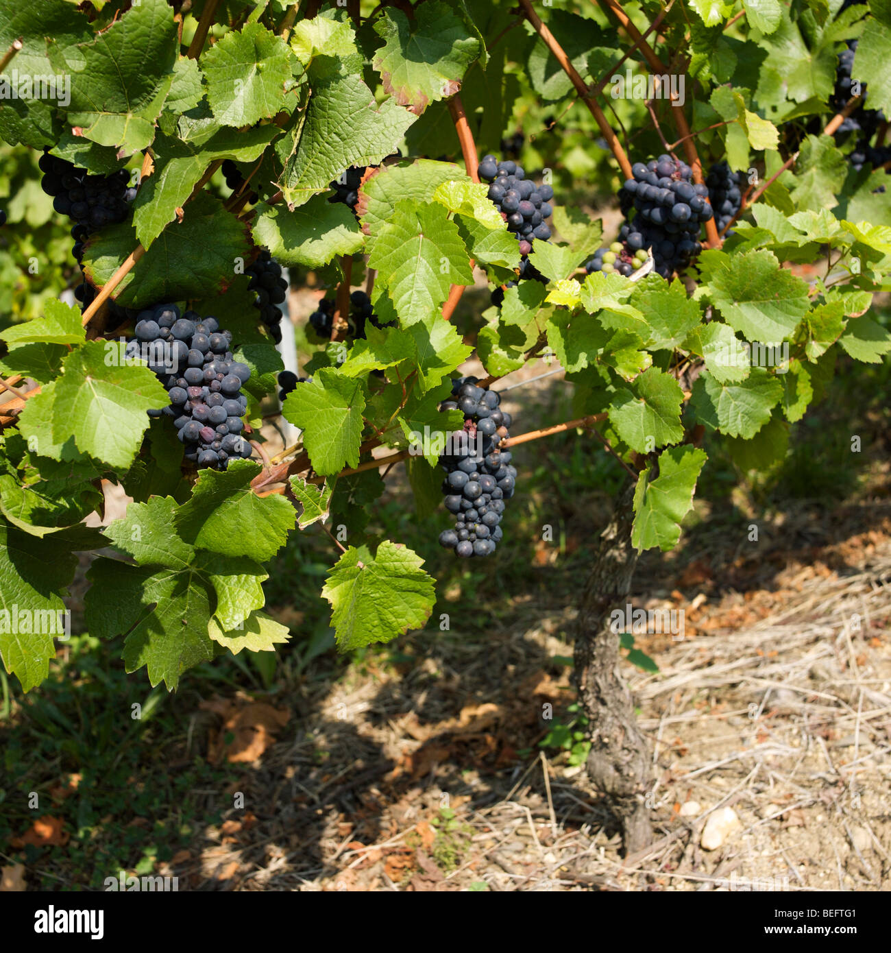 Grappes de raisins qui poussent sur des vignes dans un vignoble, France Banque D'Images