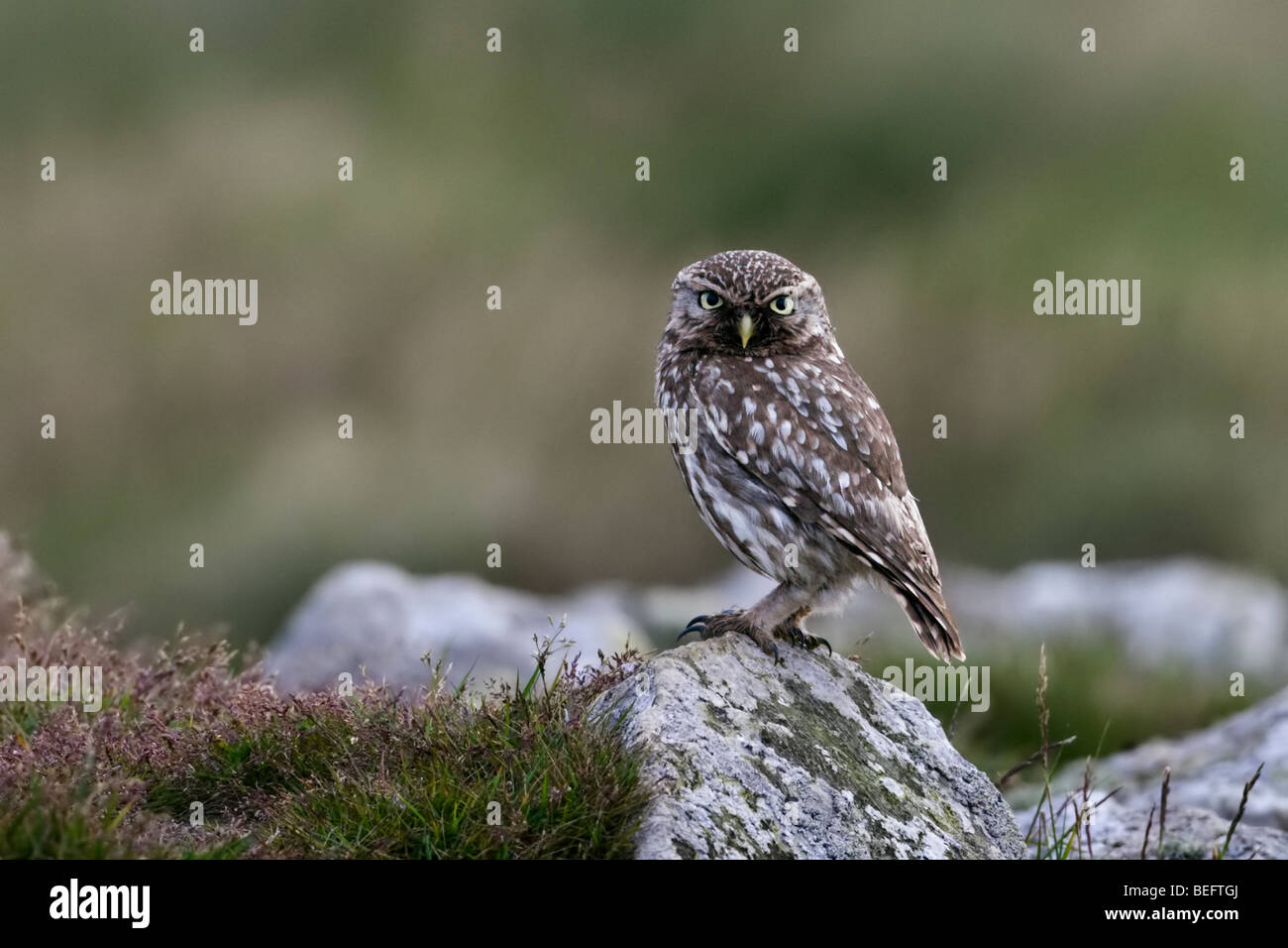 Petit hibou perché sur un rocher à regarder la caméra. Banque D'Images