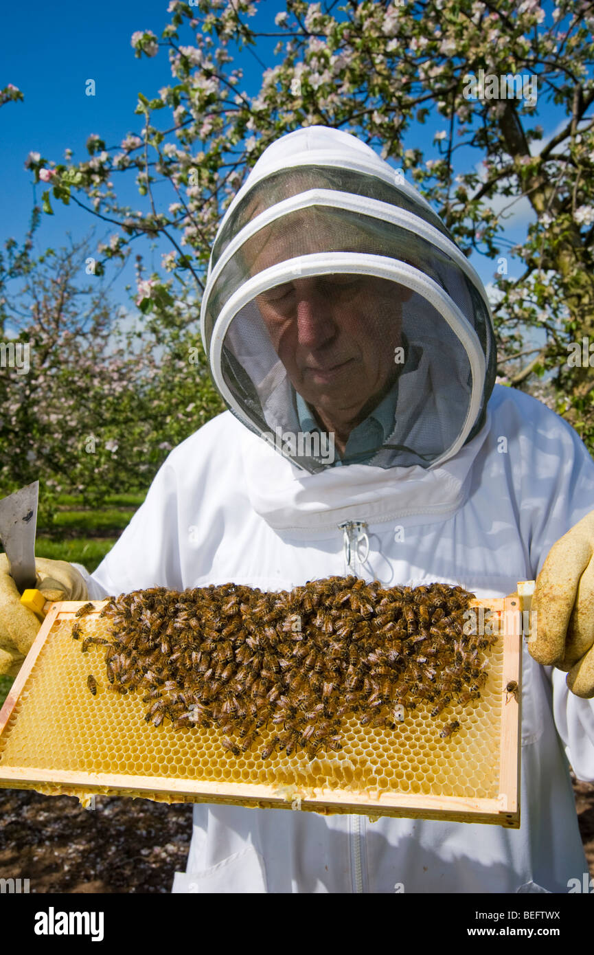 Apiculteur vérifie son abeille dans un verger de pommiers à cidre, Sandford. North Somerset, Angleterre. Banque D'Images