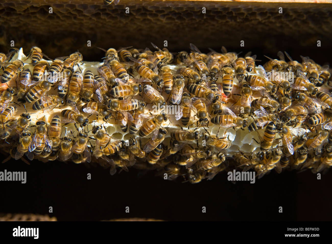 Les abeilles dans une ruche, Sandford. North Somerset, Angleterre. Banque D'Images