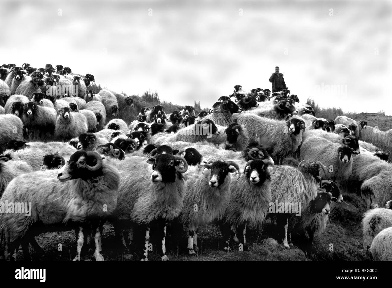 Un agriculteur arrondit ses brebis, pour les amener à l'agnelage de Yorkshire Dales UK Banque D'Images