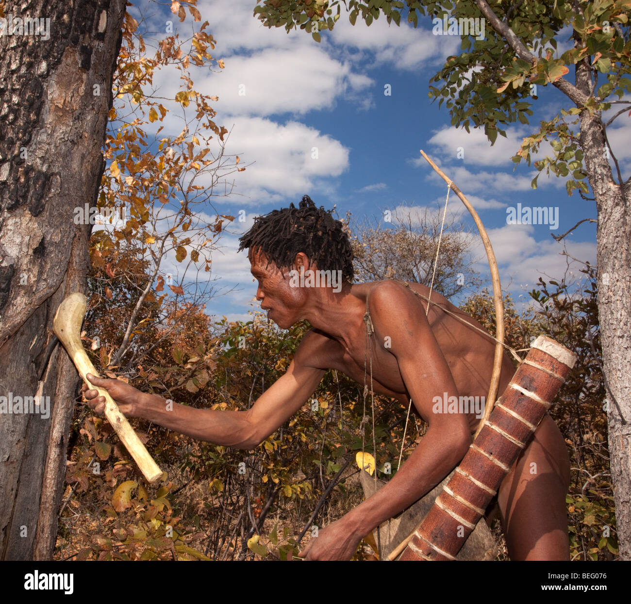 Village de San. Un chasseur à la recherche d'insectes comestibles en touchant un arbre. Banque D'Images