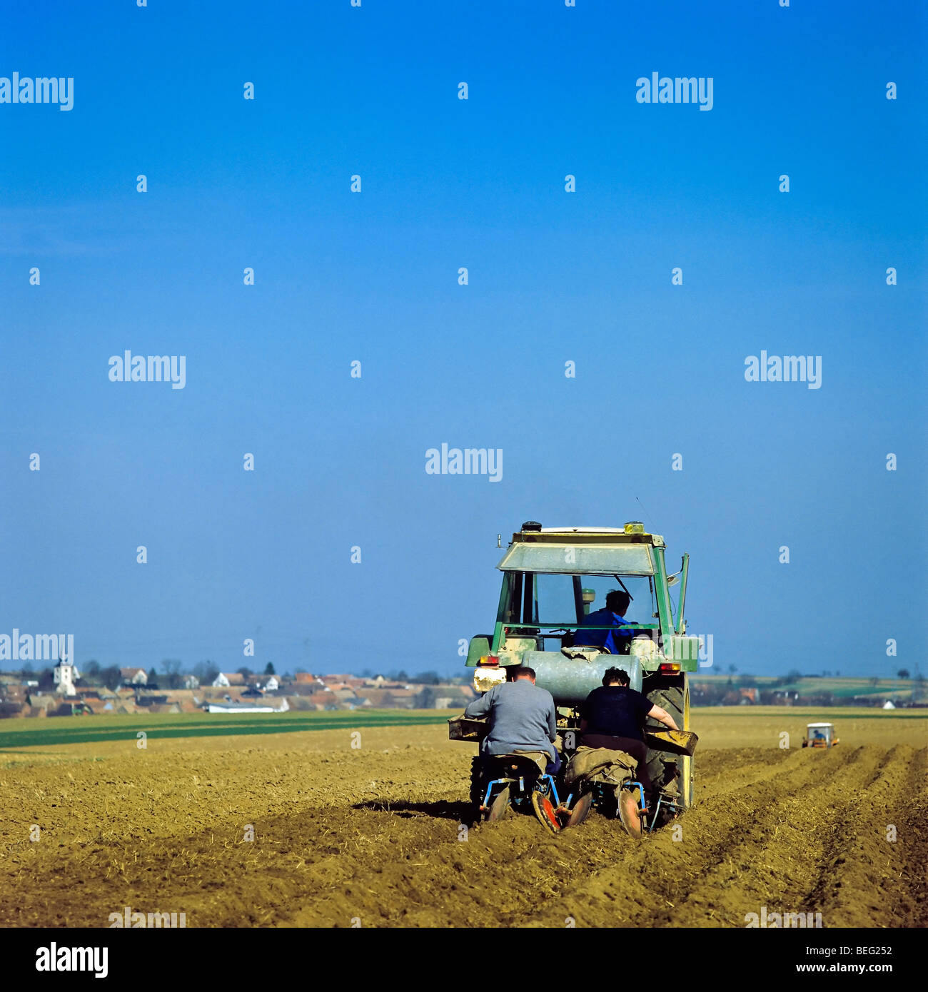 La plantation des pommes de terre, Alsace, France, Europe Banque D'Images