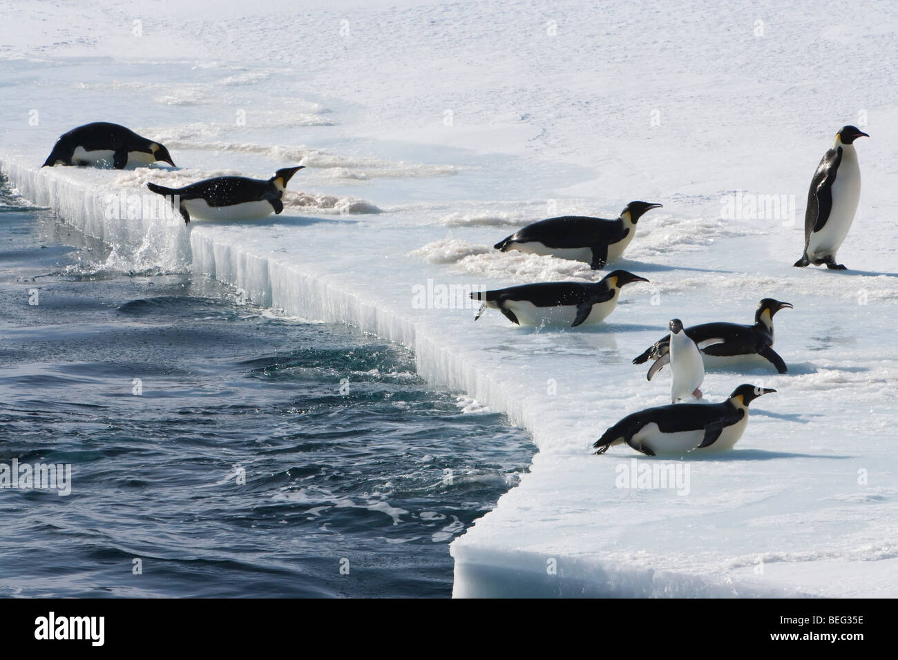 Photographie de la faune d'action groupe de manchots empereurs de sauter hors de l'eau sur la plate-forme de glace lisse d'épaisseur 1 petites promenades d'Adélie surpris entre l'Antarctique Banque D'Images