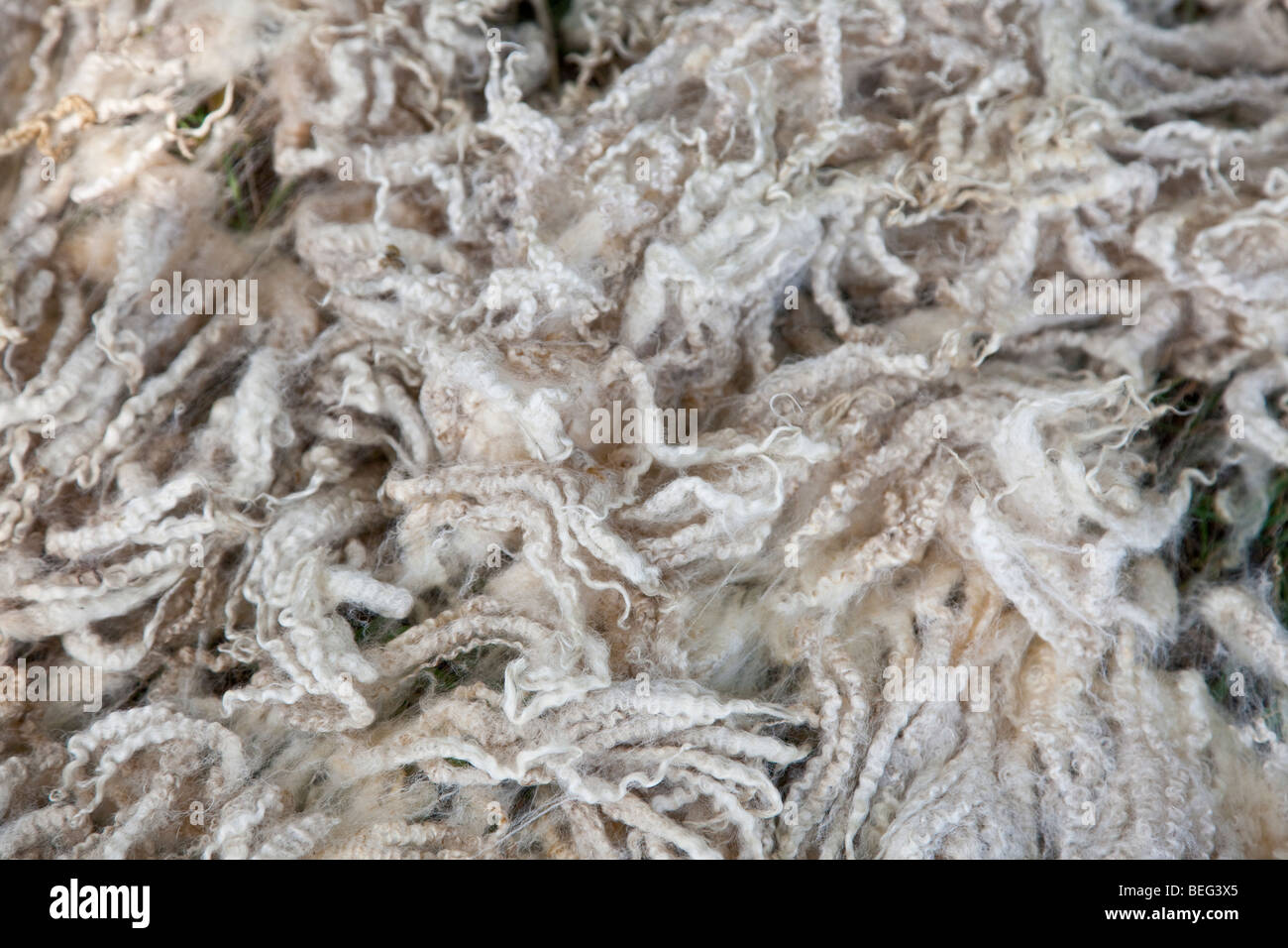 Close up de la laine des moutons Angleterre Royaume-Uni UK Europe Banque D'Images