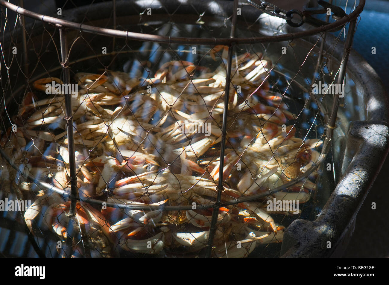 Dans un panier de crabes cuits après avoir été soulevée de la marmite. Banque D'Images