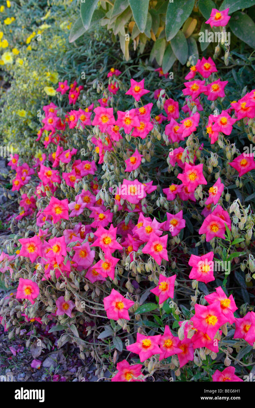 Helianthemum 'Georgeham' Banque D'Images