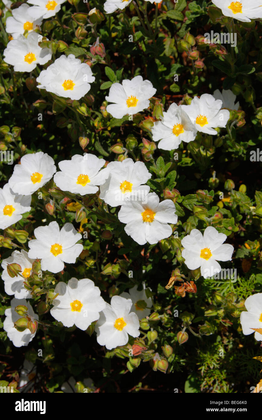 A libanbotis ciste blanc papyracées fleurit en printemps au-dessus des feuilles vert foncé brillant légèrement Banque D'Images