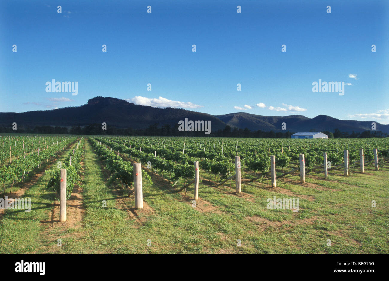 Entreprise vinicole Margan Family Vineyard vignerons a ouvert de Nouvelles Galles du Sud en Australie Banque D'Images