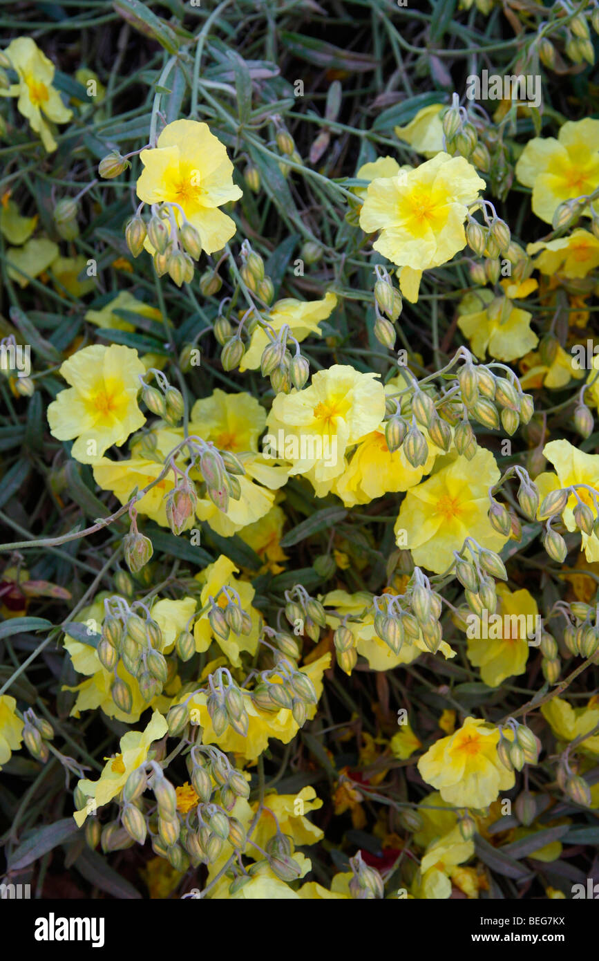 Helianthemum 'Wisley Primrose' AGM Banque D'Images