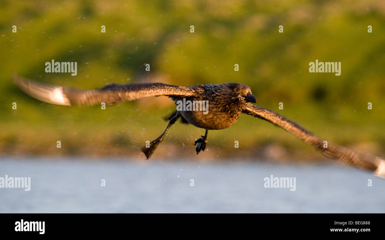 Grand labbe Stercorarius skua décollant de extérieure Fair Isle Shetland Banque D'Images