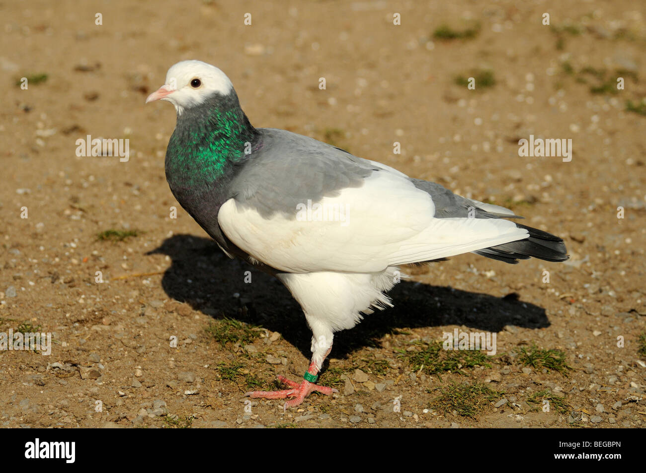 , Haustaube Ziertaube (Columba livia domestica) Pigeon domestique • Ostalbkreis, Bade-Wurtemberg, Allemagne, Allemagne Banque D'Images