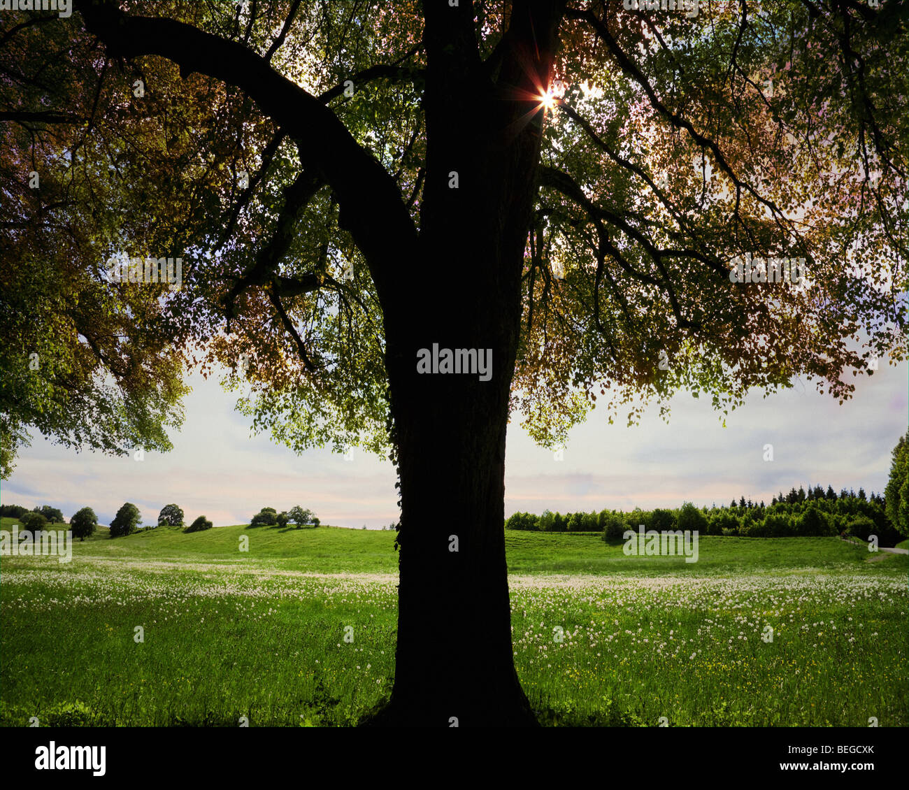 DE - La Bavière : paysage pastoral près du Lac de Starnberg Banque D'Images