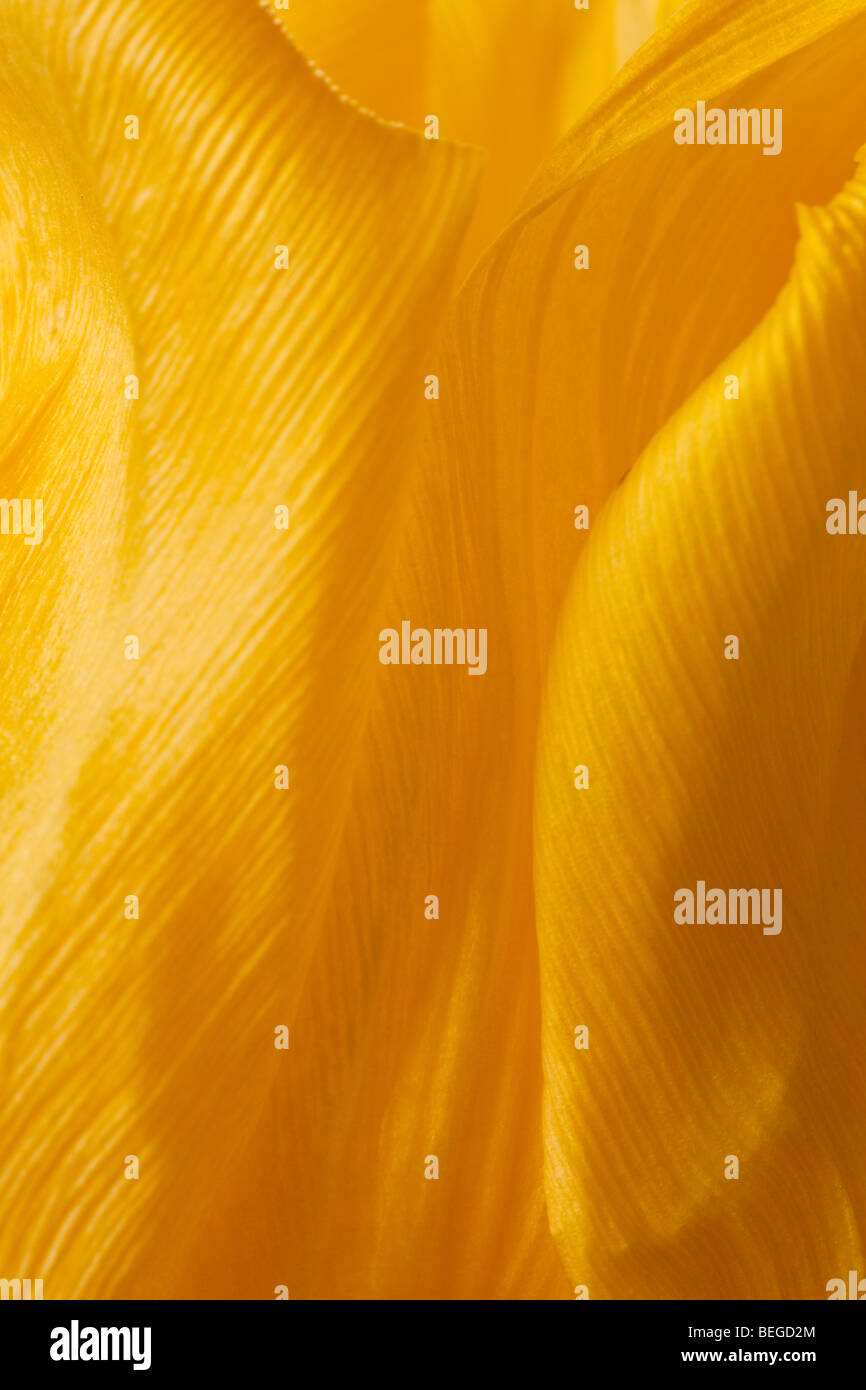 Yellow tulip petals abstract background Banque D'Images