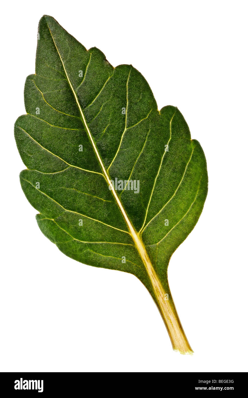 Vert feuille isolé sur un fond blanc, pur Banque D'Images