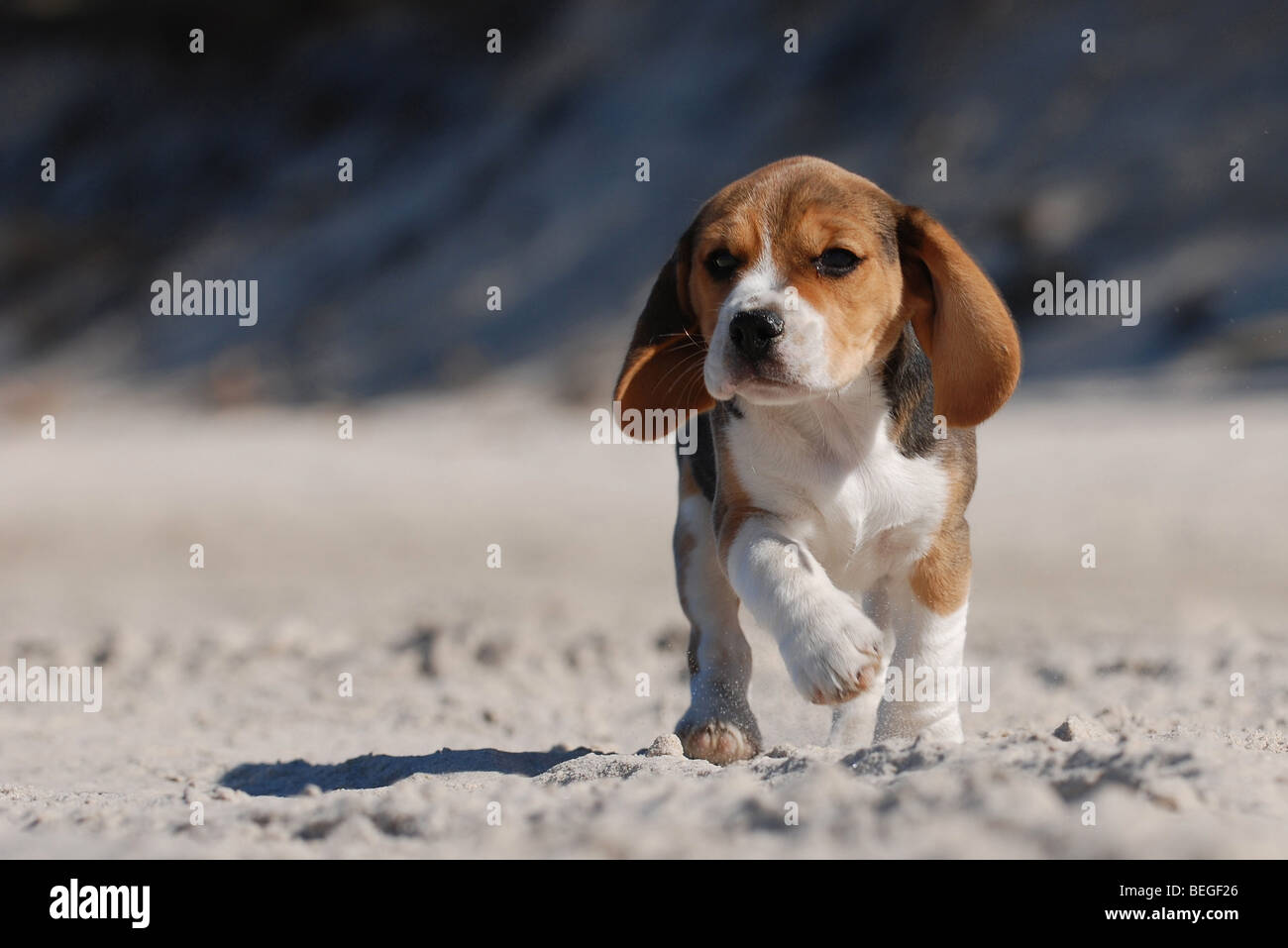Chiot Beagle sur la plage Banque D'Images