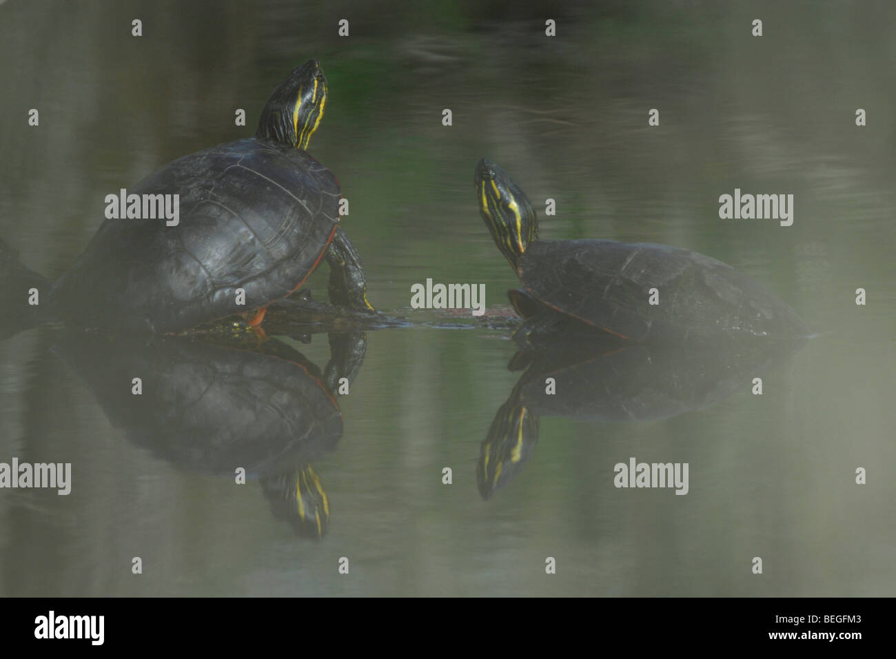 Tortue peinte (Chrysemys picta), deux tortues ensoleillement sur log Banque D'Images