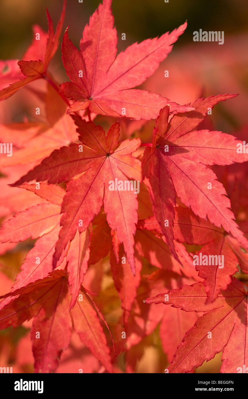 Wakehurst Place Gardens Banque D'Images