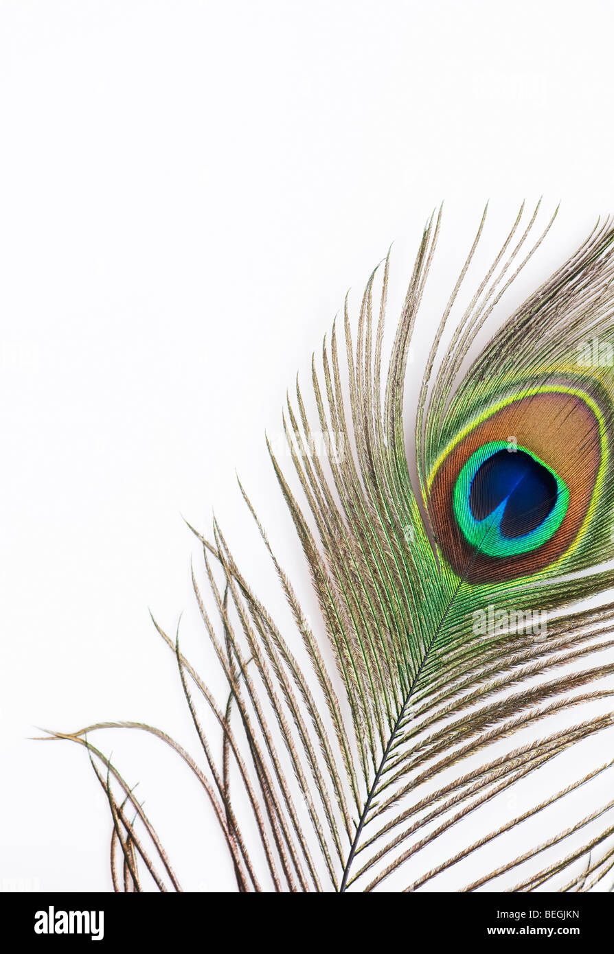 Close up of eye of peacock feather sur fond blanc Banque D'Images