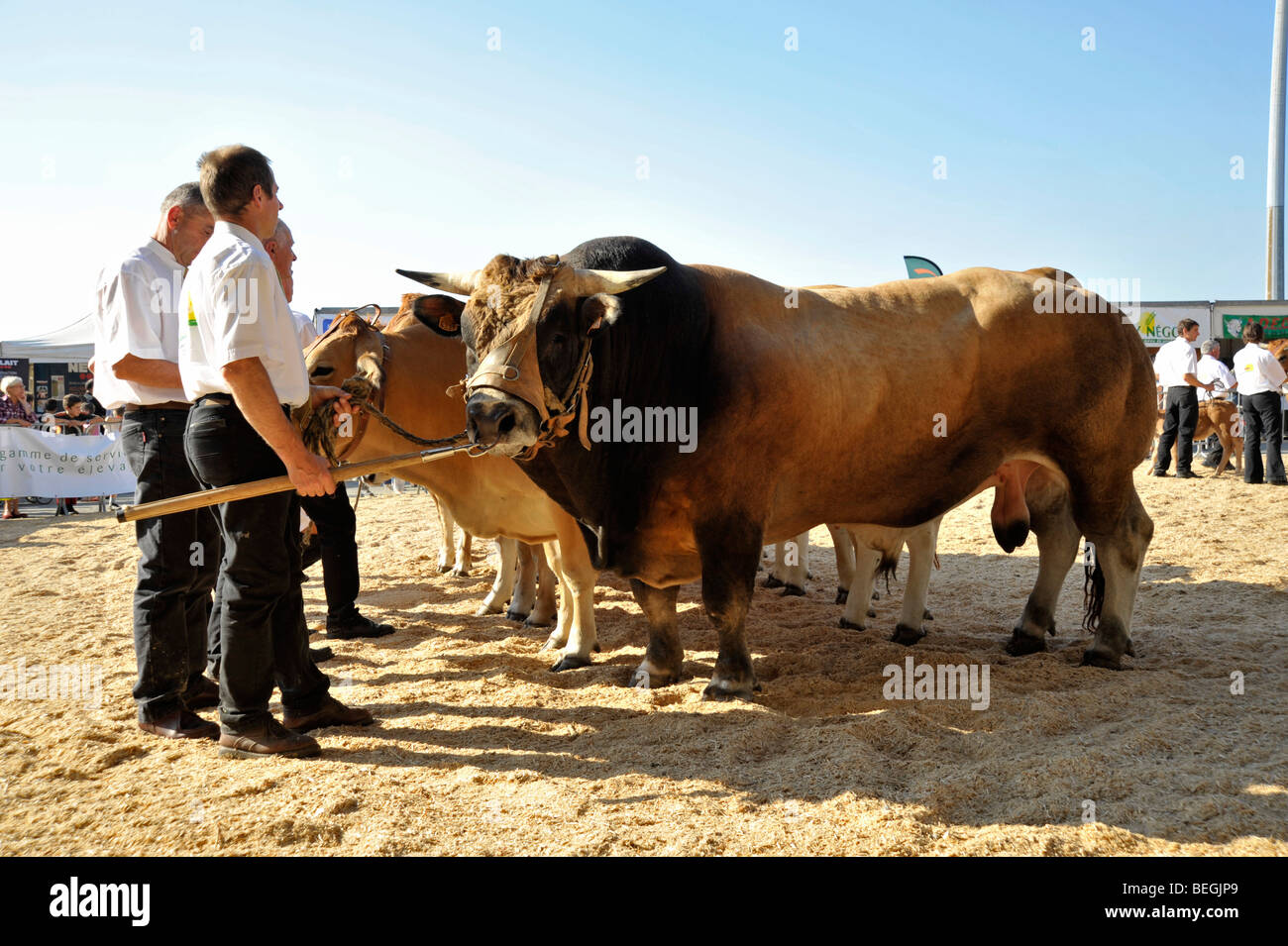 Les bovins d'élevage show à Parthenay, Deux-Sèvres, France. Banque D'Images
