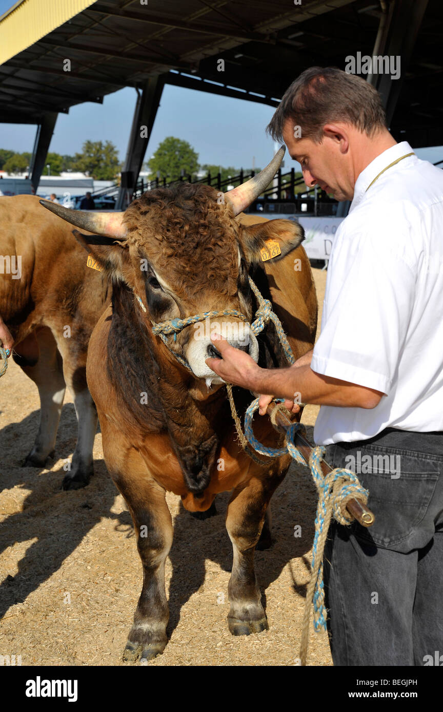 L'élevage de bétail show à Parthenay, Deux-Sèvres, France. Banque D'Images