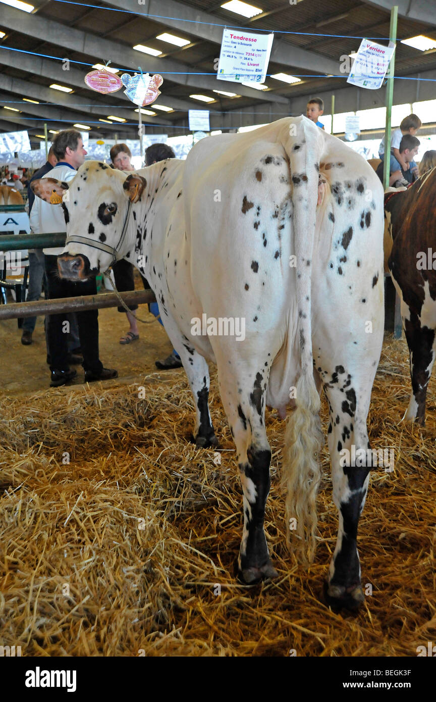 Marché de bovins Parthenay France Banque D'Images