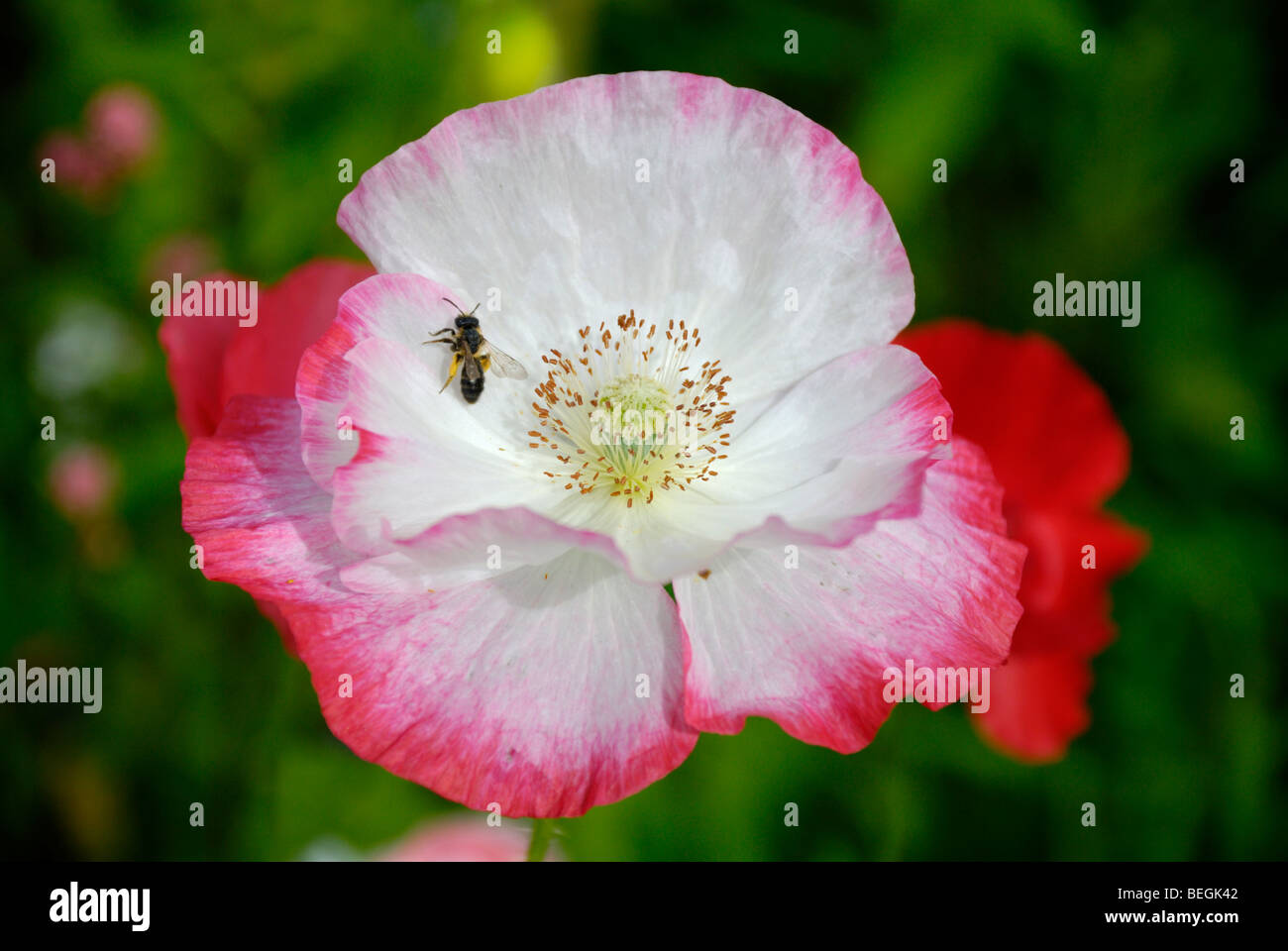 Pavot rouge et blanc avec un mineur abeille dans un jardin de fleurs sauvages, le Pays de Galles Banque D'Images
