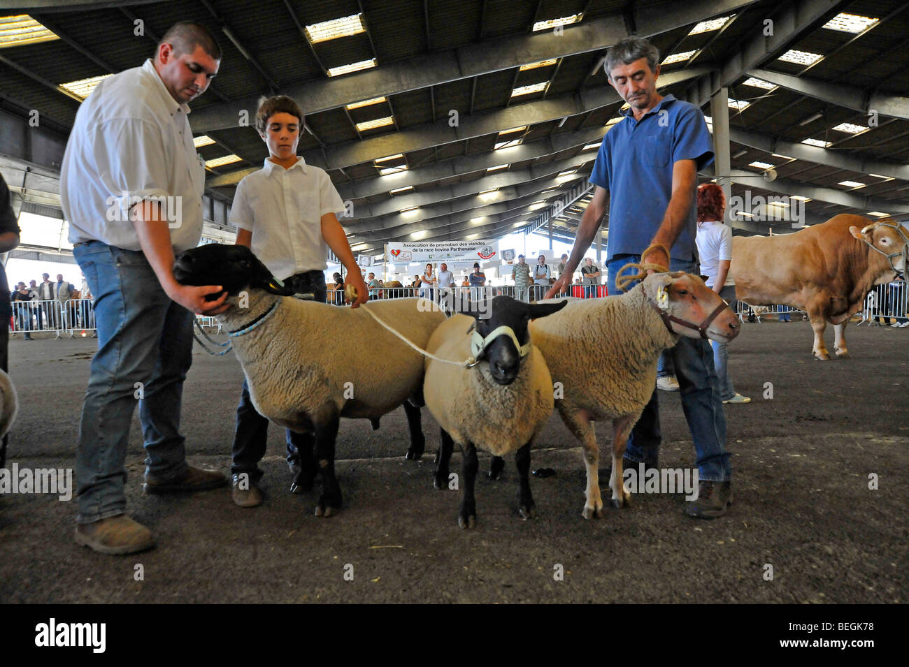 Prix moutons sur l'affichage à l'agriculture montrent à Parthenay, Deux-Sèvres, France. Banque D'Images