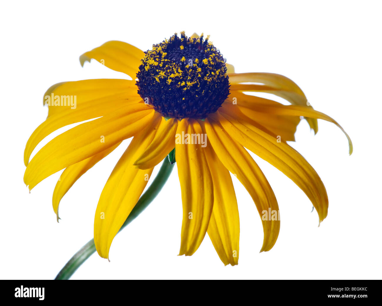 'Goldsturm' Orange Coneflower, Praktrudbeckia (Rudbeckia fulgida) Banque D'Images