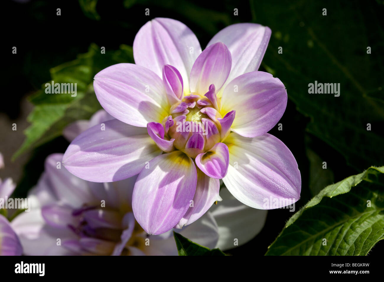 'Twilight time' dahlia nénuphar, Näckrosblommiga gruppen (Dahlia x Hortensis) Banque D'Images