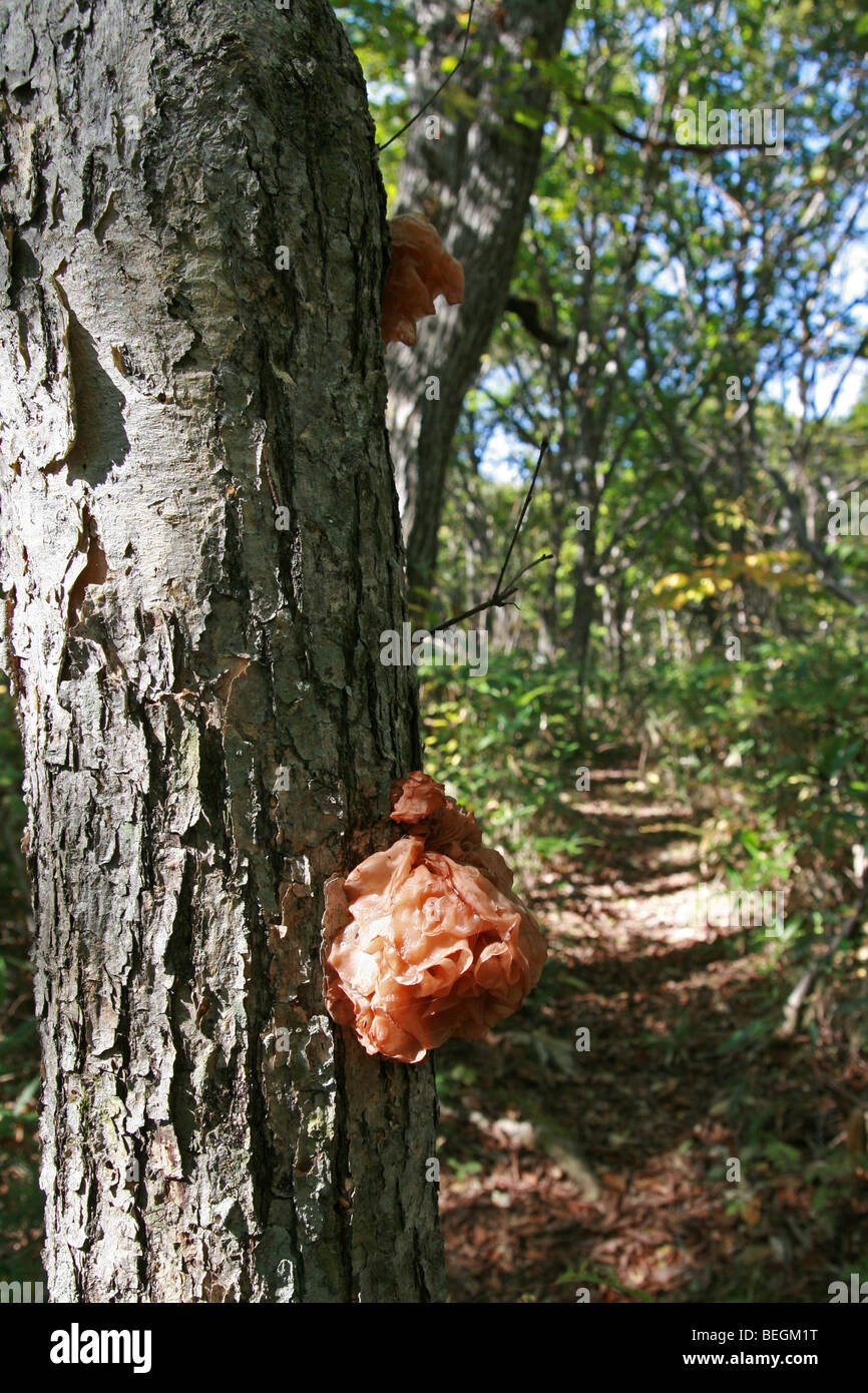 Auricularia auricula plus communément connu sous le nom de Juif's ear mushroom Banque D'Images