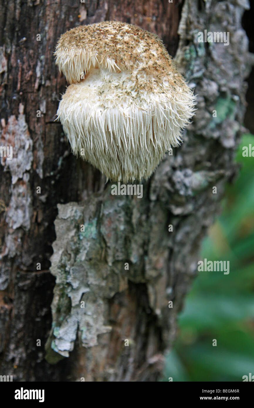 Hericium erinaceus la crinière de lion champignons sur arbre de chêne au Japon. Unique et insolite, de champignons sauvages comestibles aliments médicinaux, Yamabushitake Banque D'Images