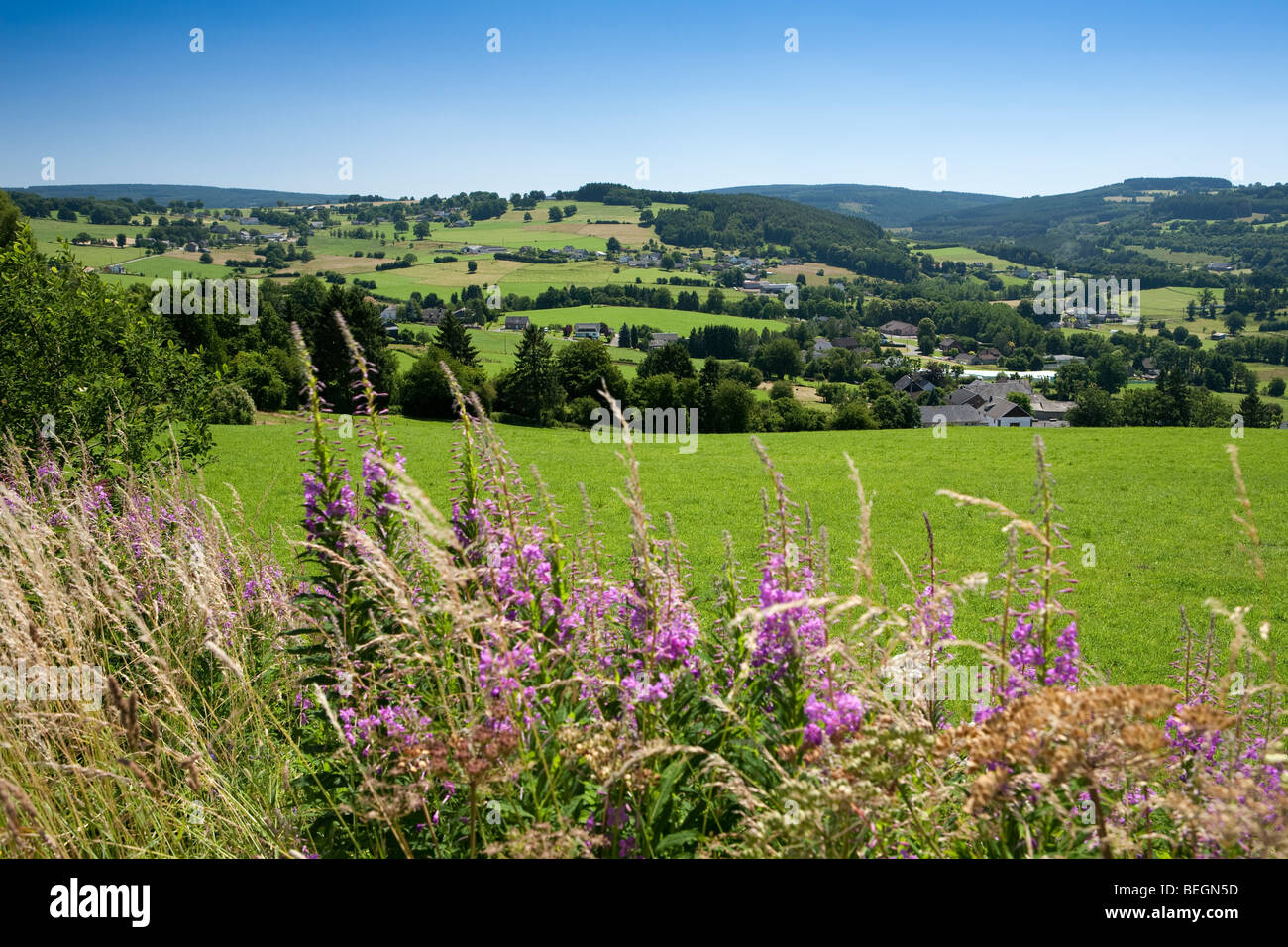 Collines dans la forêt d'Ardenne près de Malmedy. Banque D'Images