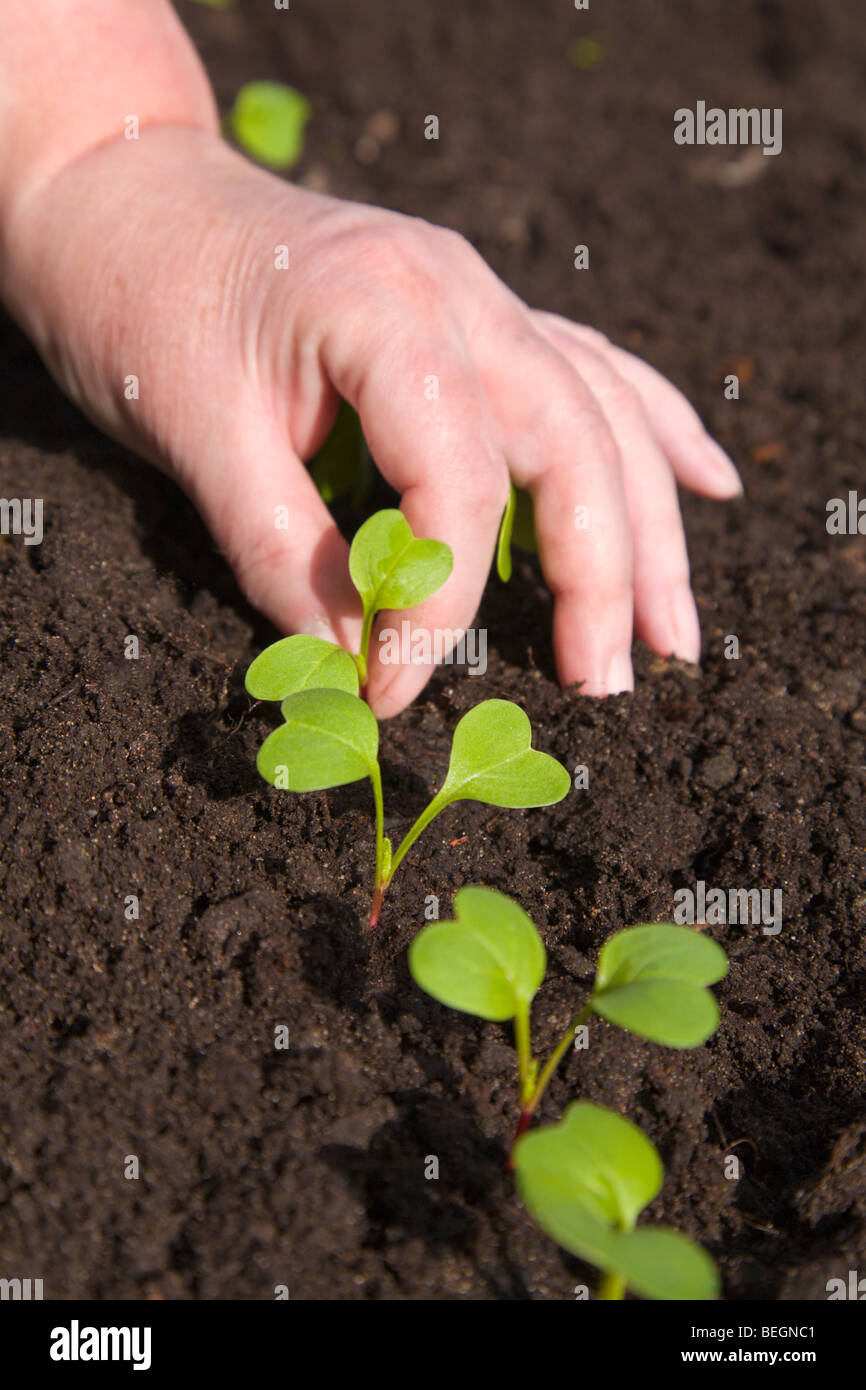 Éclaircissage une rangée de plants de radis Banque D'Images