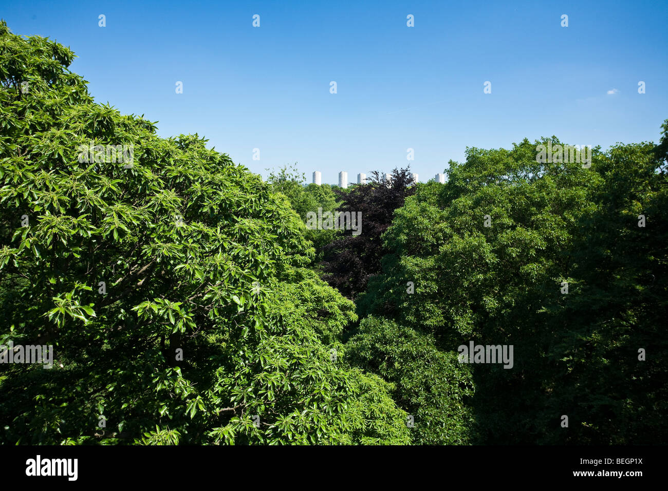 Jardin botanique royal de Kew Gradens Treetops Banque D'Images