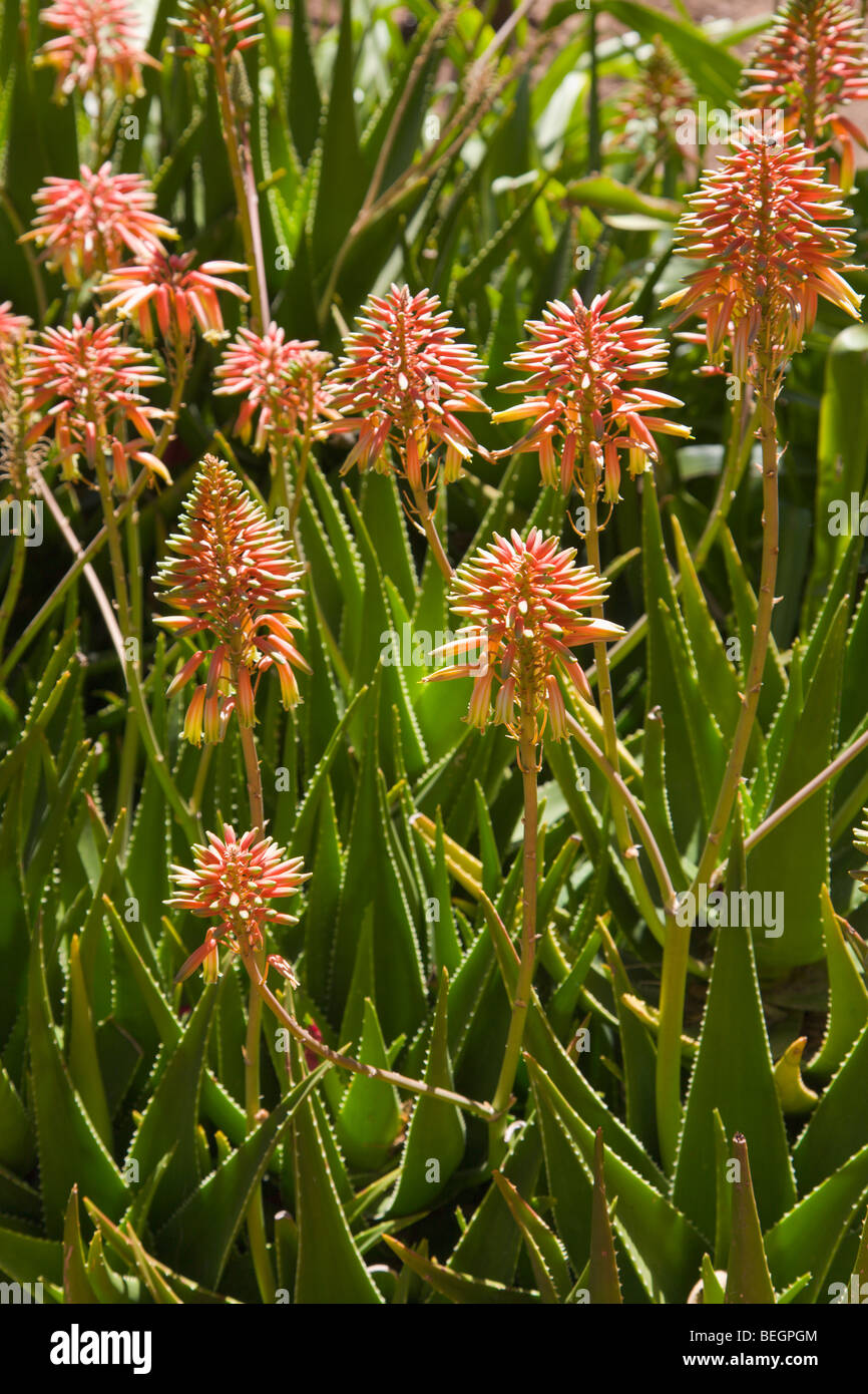 Plante d’Aloe Vera Banque D'Images