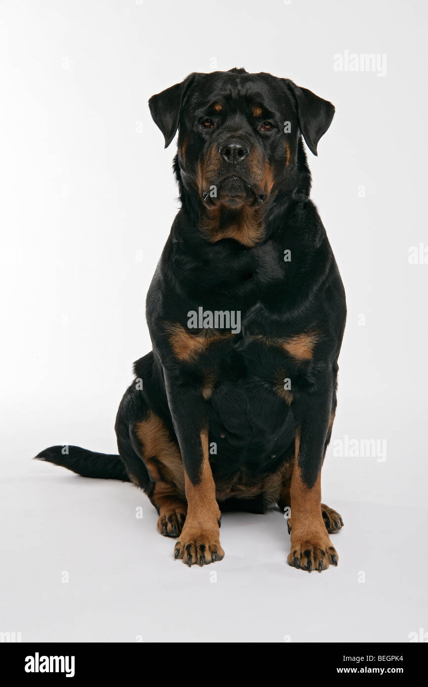 Un Rottweiler chien assis sur ses pattes de derrière à la mignon sur un fond blanc Banque D'Images