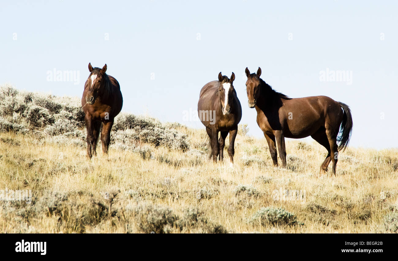 Itinérance libre sur la Montagne Blanche mustangs BLM terre près de Green River dans le Wyoming Banque D'Images