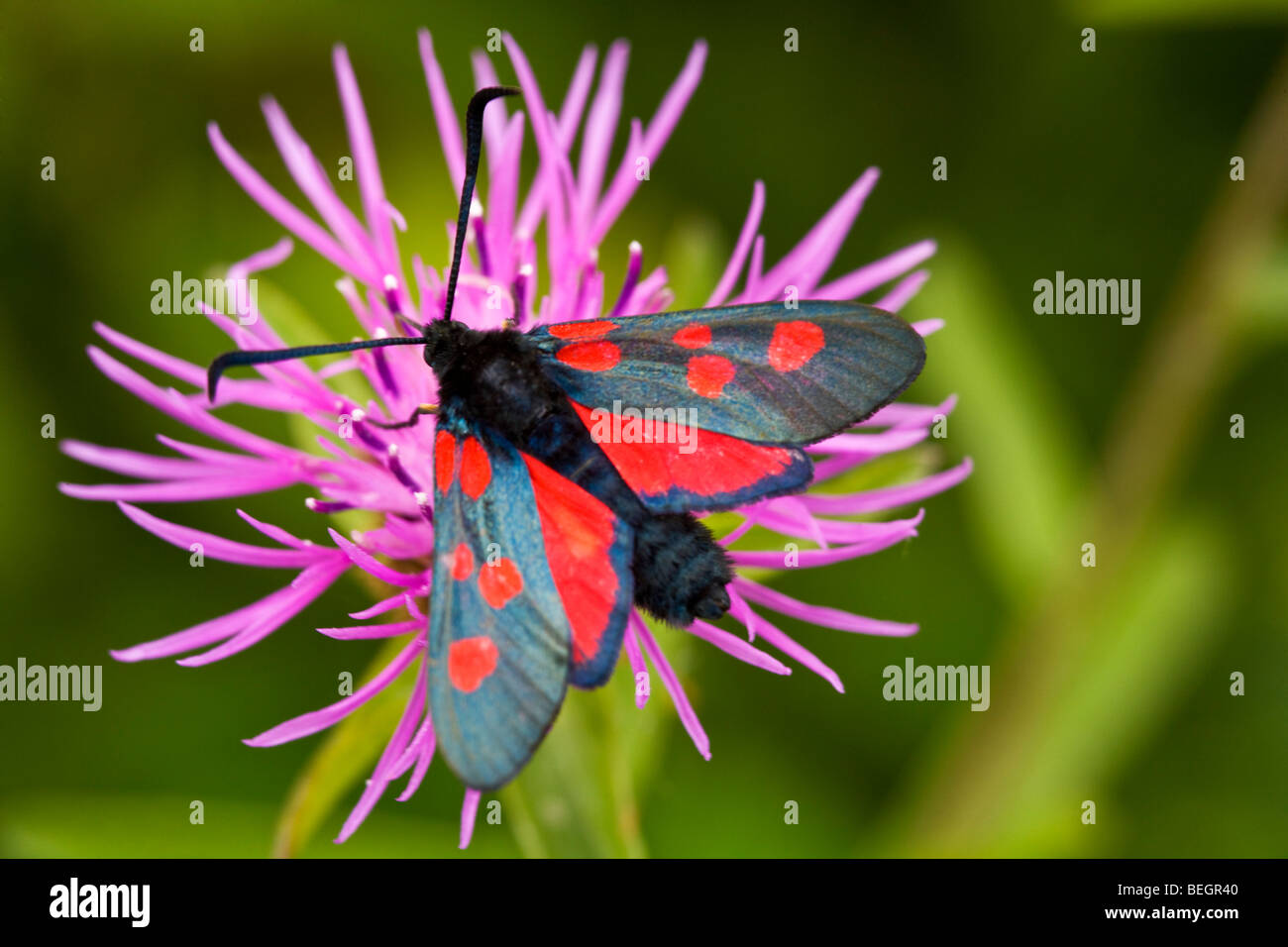 6 Spot Burnet, Zygaena filipendulae. Banque D'Images