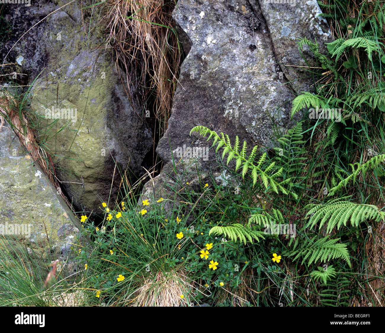 Fern et roches sur les pentes du Parc National de Snowdonia, Tryfan, Gwynedd, au nord du Pays de Galles. Banque D'Images