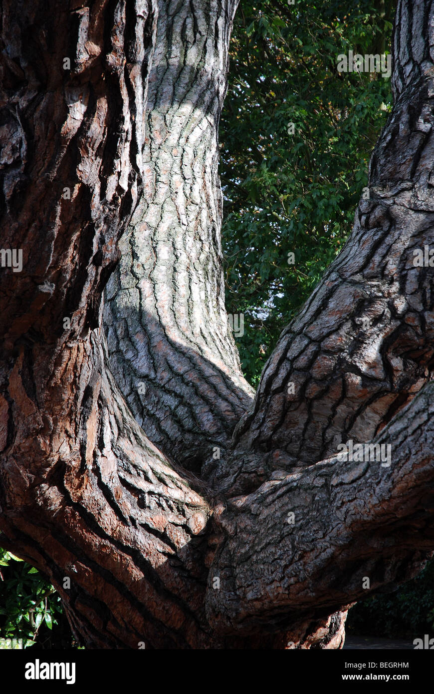 Stone pin (Pinus pinea) tronc d'arbre. Banque D'Images