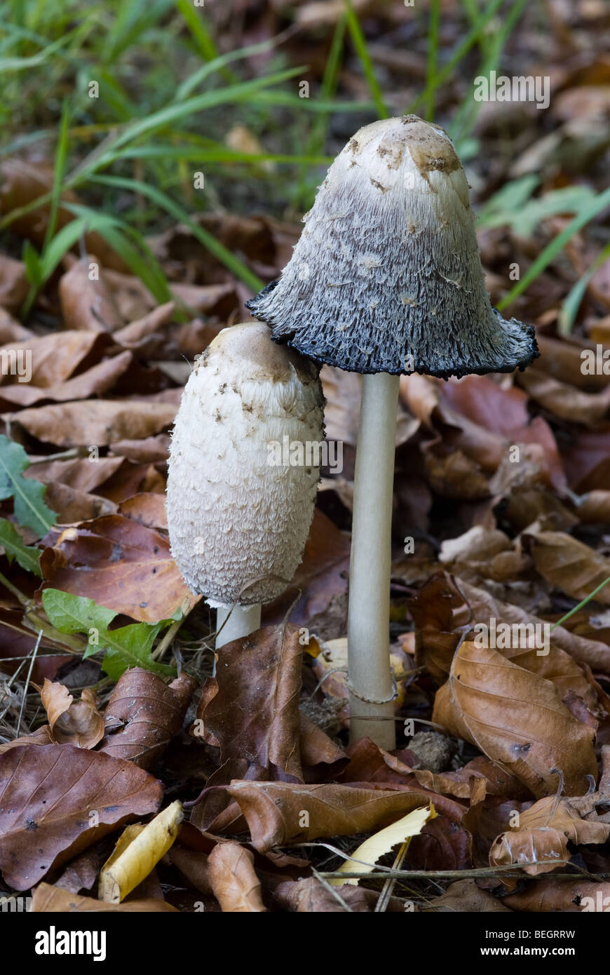 Cap d'encre Shaggy, avocat, la perruque de Shaggy mane (Coprinus comatus), Pologne Banque D'Images