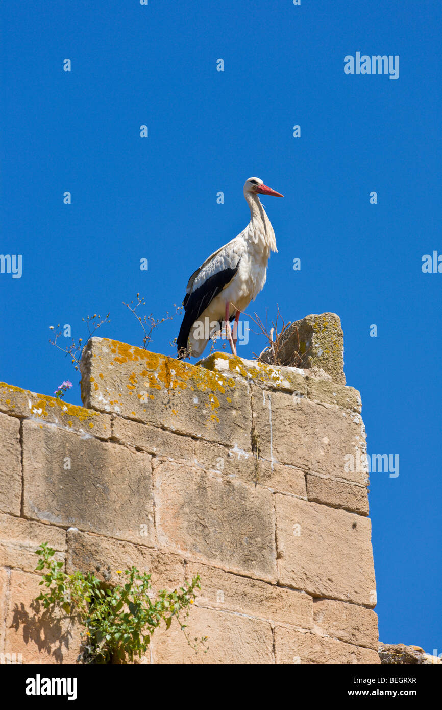 Cigogne blanche européenne Rabat Maroc Banque D'Images