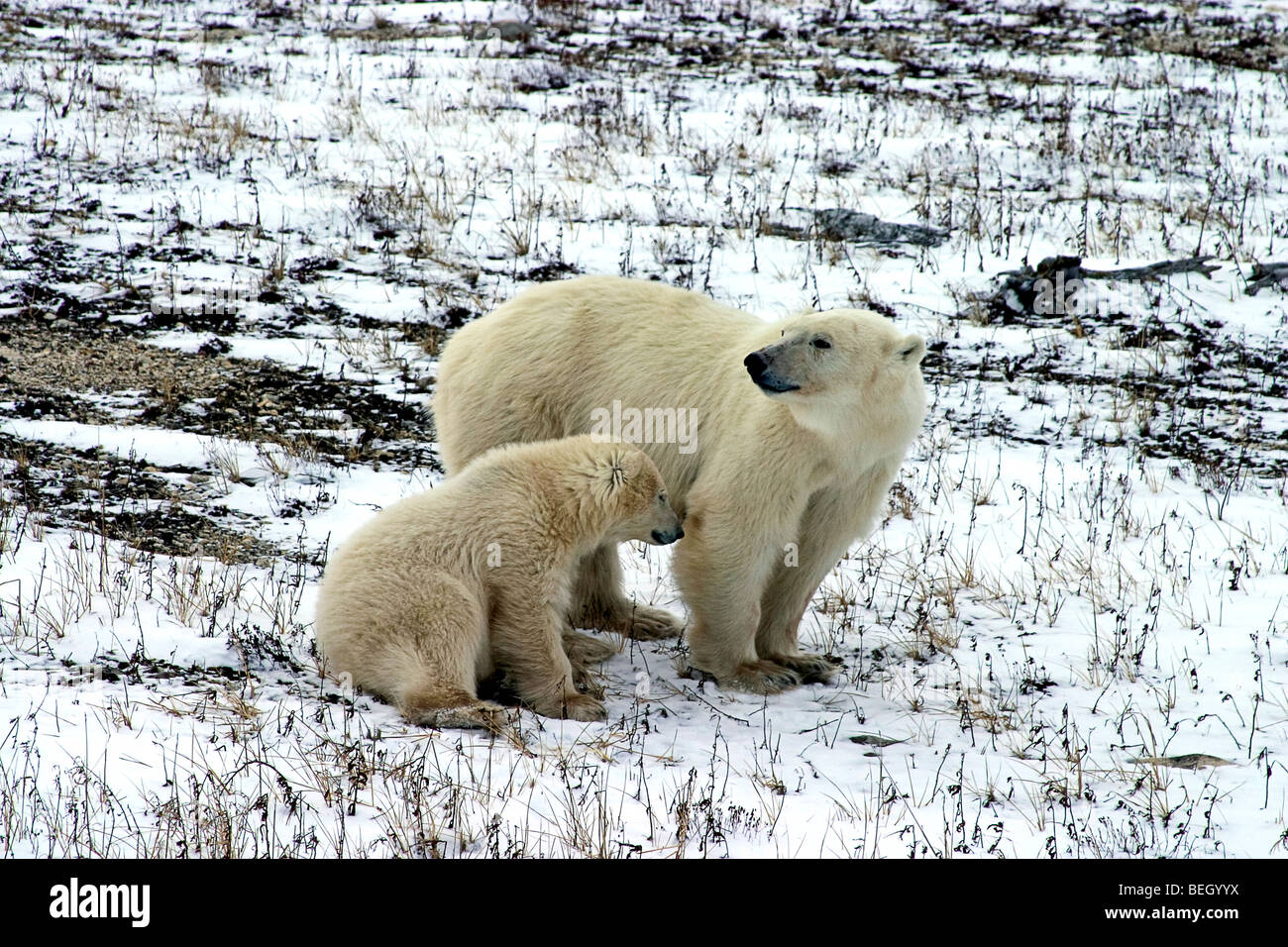 L'ours polaire (Ursus maritimus) mère et son petit sur la toundra gelée près de Churchill, au Manitoba. Banque D'Images