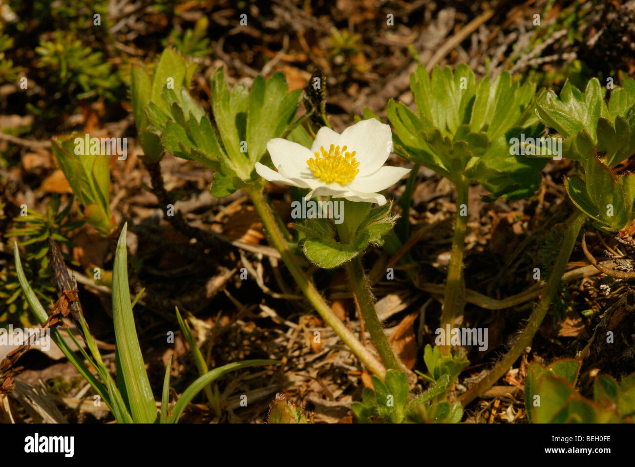 Anemone narcissiflora subsp. Sibirica. Banque D'Images